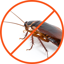 Cockroaches