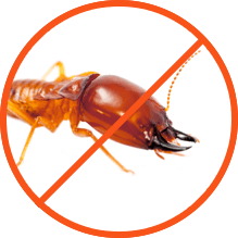 Termites