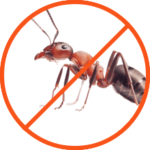 Ants