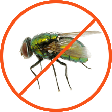 Flies