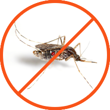 Mosquitoes