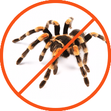 Spiders