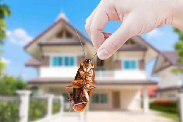 Domestic Pest Control from Pestfree Enviro Systems